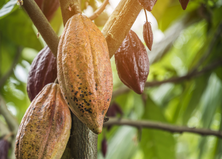 Do Cacau ao Chocolate -  Uma jornada de sabor e tradição