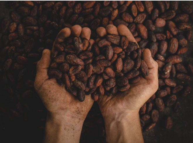 Ephestia cautella: entenda como age a principal praga do chocolate (e como atuamos para combatê-la)