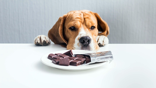 Chocolates para pets: sim ou não?